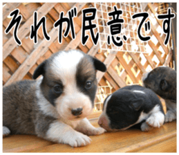 MIEDOG Welsh Corgi Cardigan sticker 6 sticker #14607568