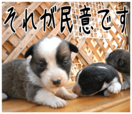 MIEDOG Welsh Corgi Cardigan sticker 6 sticker #14607568