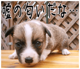 MIEDOG Welsh Corgi Cardigan sticker 6 sticker #14607569