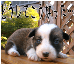 MIEDOG Welsh Corgi Cardigan sticker 6 sticker #14607571