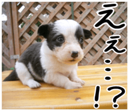 MIEDOG Welsh Corgi Cardigan sticker 6 sticker #14607572