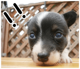 MIEDOG Welsh Corgi Cardigan sticker 6 sticker #14607574