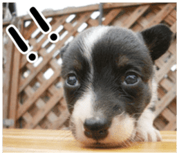 MIEDOG Welsh Corgi Cardigan sticker 6 sticker #14607574