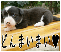 MIEDOG Welsh Corgi Cardigan sticker 6 sticker #14607575