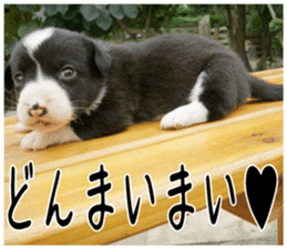 MIEDOG Welsh Corgi Cardigan sticker 6 sticker #14607575