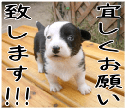 MIEDOG Welsh Corgi Cardigan sticker 6 sticker #14607576