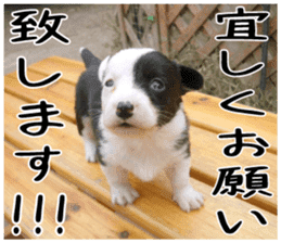 MIEDOG Welsh Corgi Cardigan sticker 6 sticker #14607576