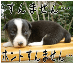MIEDOG Welsh Corgi Cardigan sticker 6 sticker #14607577