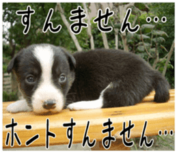 MIEDOG Welsh Corgi Cardigan sticker 6 sticker #14607577
