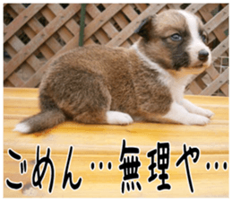 MIEDOG Welsh Corgi Cardigan sticker 6 sticker #14607578