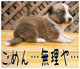 MIEDOG Welsh Corgi Cardigan sticker 6 sticker #14607578