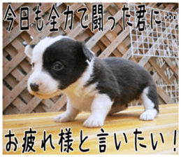 MIEDOG Welsh Corgi Cardigan sticker 6 sticker #14607579