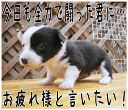 MIEDOG Welsh Corgi Cardigan sticker 6 sticker #14607579