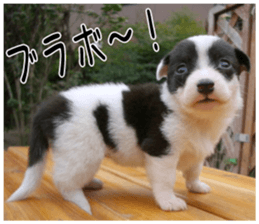 MIEDOG Welsh Corgi Cardigan sticker 6 sticker #14607580