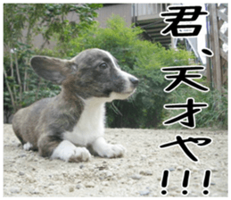 MIEDOG Welsh Corgi Cardigan sticker 6 sticker #14607581