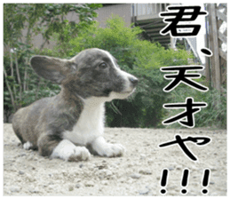 MIEDOG Welsh Corgi Cardigan sticker 6 sticker #14607581