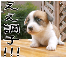 MIEDOG Welsh Corgi Cardigan sticker 6 sticker #14607582