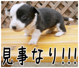 MIEDOG Welsh Corgi Cardigan sticker 6 sticker #14607583