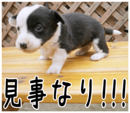 MIEDOG Welsh Corgi Cardigan sticker 6 sticker #14607583