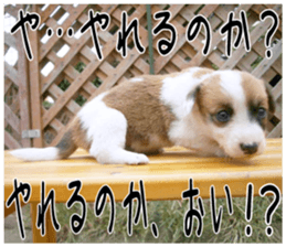MIEDOG Welsh Corgi Cardigan sticker 6 sticker #14607584