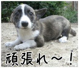 MIEDOG Welsh Corgi Cardigan sticker 6 sticker #14607585