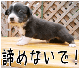 MIEDOG Welsh Corgi Cardigan sticker 6 sticker #14607586