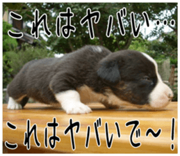 MIEDOG Welsh Corgi Cardigan sticker 6 sticker #14607587