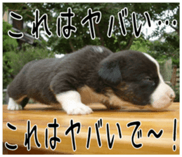 MIEDOG Welsh Corgi Cardigan sticker 6 sticker #14607587