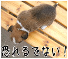 MIEDOG Welsh Corgi Cardigan sticker 6 sticker #14607588