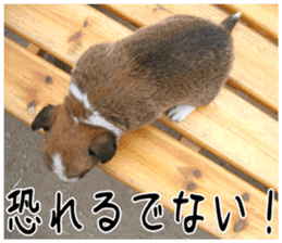 MIEDOG Welsh Corgi Cardigan sticker 6 sticker #14607588