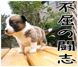 MIEDOG Welsh Corgi Cardigan sticker 6 sticker #14607589