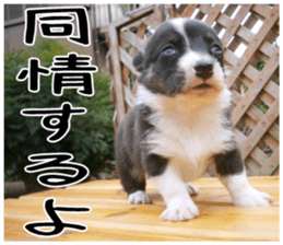 MIEDOG Welsh Corgi Cardigan sticker 6 sticker #14607590