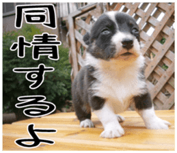 MIEDOG Welsh Corgi Cardigan sticker 6 sticker #14607590