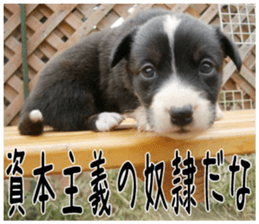 MIEDOG Welsh Corgi Cardigan sticker 6 sticker #14607592