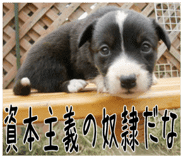MIEDOG Welsh Corgi Cardigan sticker 6 sticker #14607592