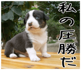 MIEDOG Welsh Corgi Cardigan sticker 6 sticker #14607594