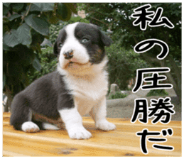 MIEDOG Welsh Corgi Cardigan sticker 6 sticker #14607594