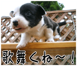 MIEDOG Welsh Corgi Cardigan sticker 6 sticker #14607596