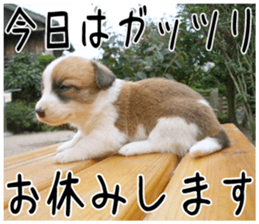 MIEDOG Welsh Corgi Cardigan sticker 6 sticker #14607597