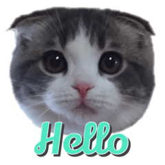 mamechiyo's 9cats family