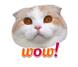 mamechiyo's 9cats family sticker #14609311