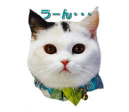 mamechiyo's 9cats family sticker #14609312