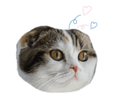 mamechiyo's 9cats family sticker #14609314