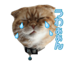 mamechiyo's 9cats family sticker #14609316