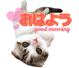 mamechiyo's 9cats family sticker #14609319