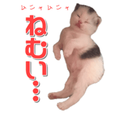 mamechiyo's 9cats family sticker #14609320