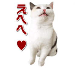 mamechiyo's 9cats family sticker #14609326