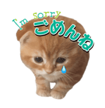 mamechiyo's 9cats family sticker #14609328