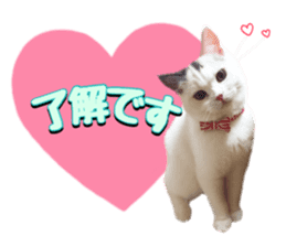 mamechiyo's 9cats family sticker #14609329