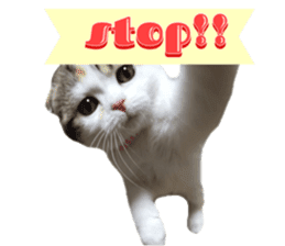 mamechiyo's 9cats family sticker #14609332